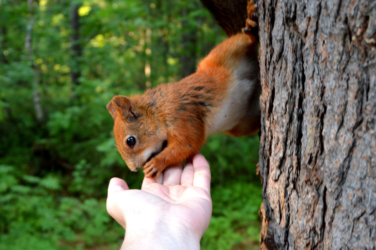 Dokarmianie wiewiórek powinno być prowadzone świadomie, tylko podczas najtrudniejszych okresów, kiedy to wiewiórki nie są w stanie same wygospodarować jedzenia.